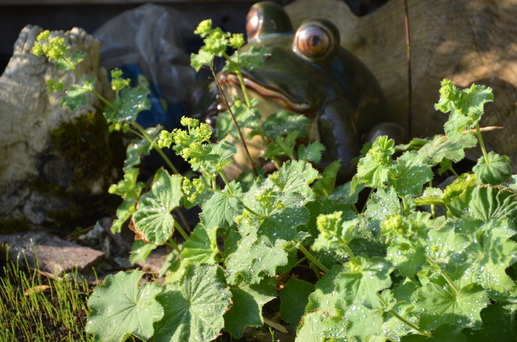 Erimmo | Einramhof Immobilien | Verwaltung | Vermittlung | Beratung | Garten